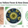 What Causes Yellow Fever and How Does It Spread? Causes, Transmission & Prevention in Ghana
